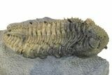 Large, Prone, Spiny Drotops Armatus Trilobite - Top Quality #325667-1
